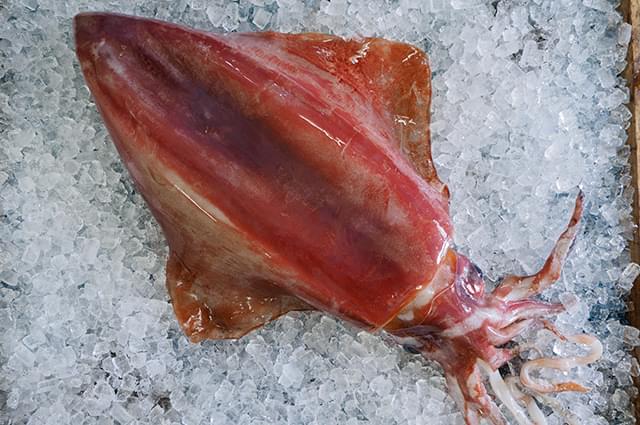 沖縄県産せーいか（ソデイカ）の原魚｜仙琉院本舗